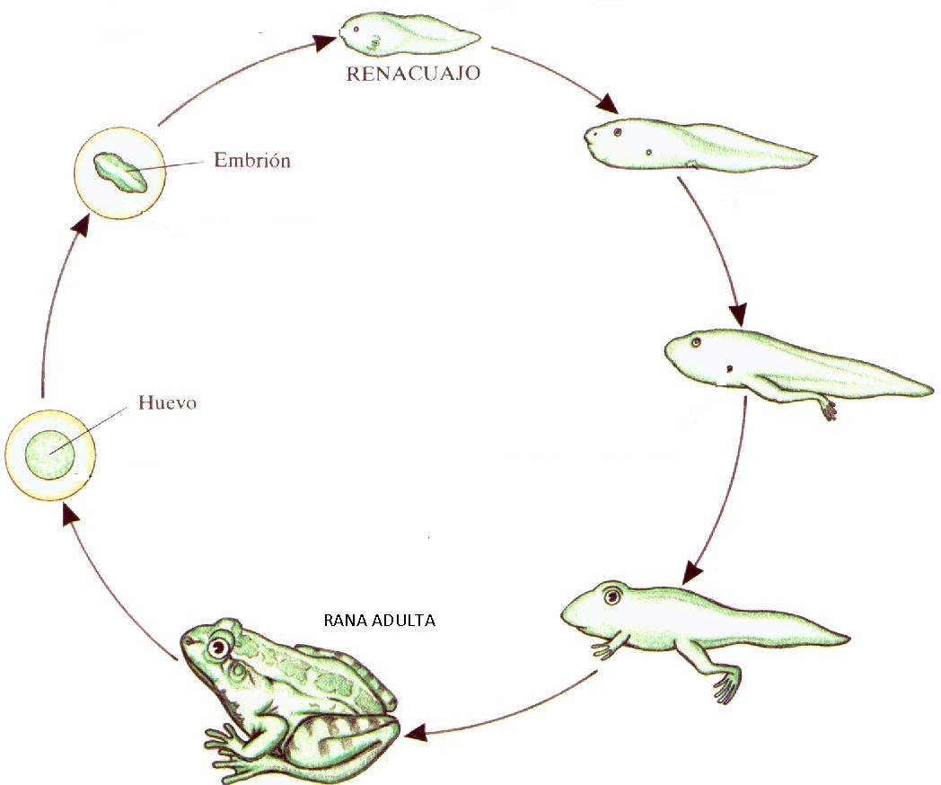 misoprostol apteka online